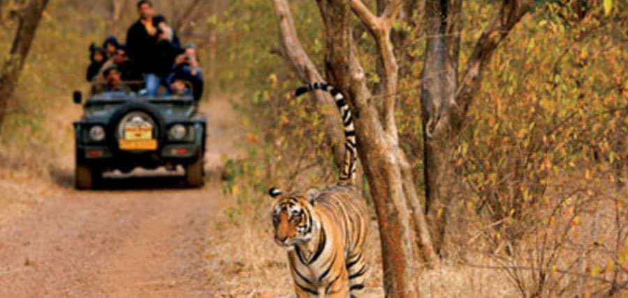 Golden Triangle with Ranthambore jungle safari tour
